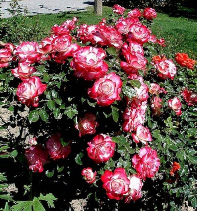 Яркая и эффектная роза юбилей принца монако: описание и фото, цветение и уход, размножение и болезни