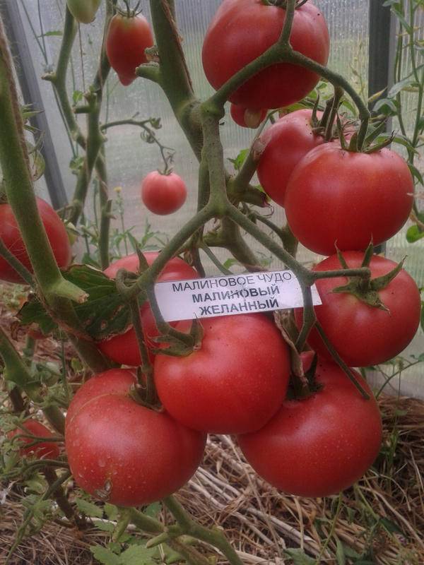 Чем хорош томат «малиновая империя» и как его вырастить самостоятельно