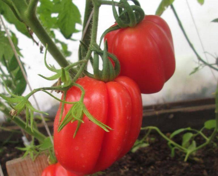 Томат этуаль: описание и характеристика сорта, отзывы об урожайности, фото помидоров