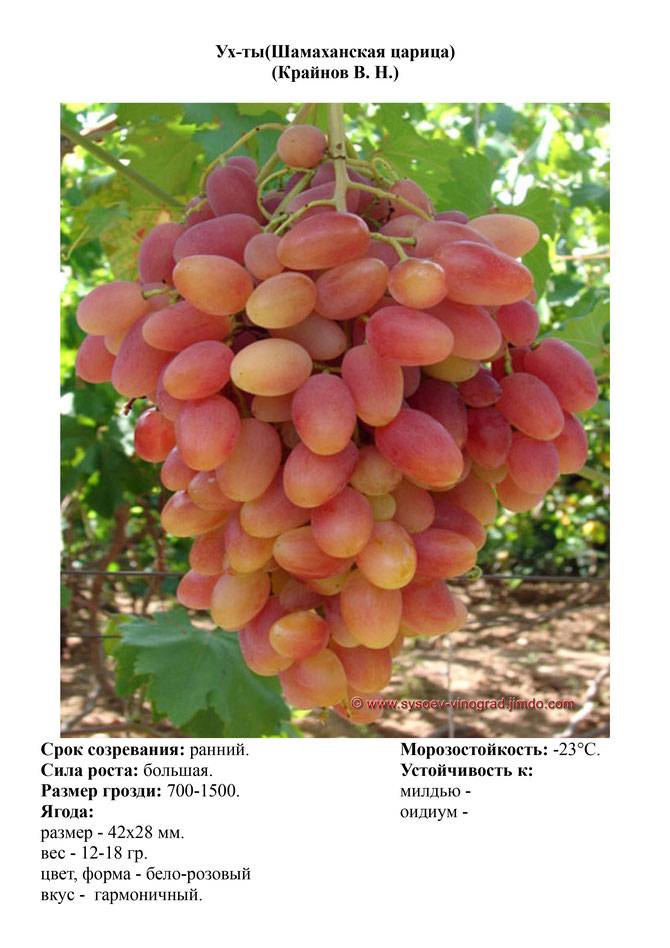 Виноград преображение описание и характеристика сорта, выращивание и уход, отзывы, фото