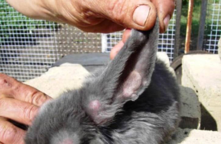 Пододерматит у кроликов: как лечить натоптыши на лапах