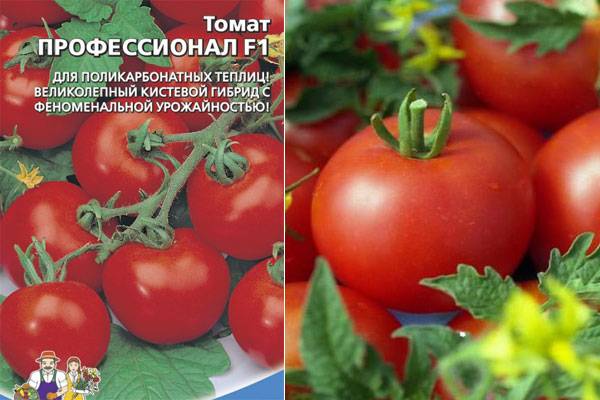 Какие сорта томатов разных цветов растут крупными кистями и дают высокий урожай