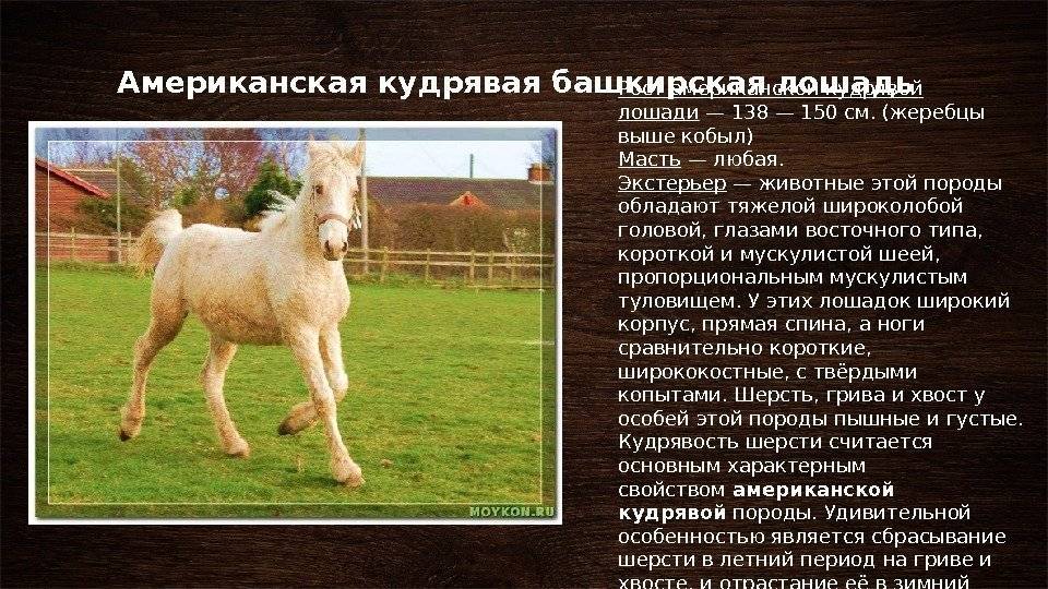 Орловский рысак (орловская рысистая порода лошадей): история породы, характеристика, фото