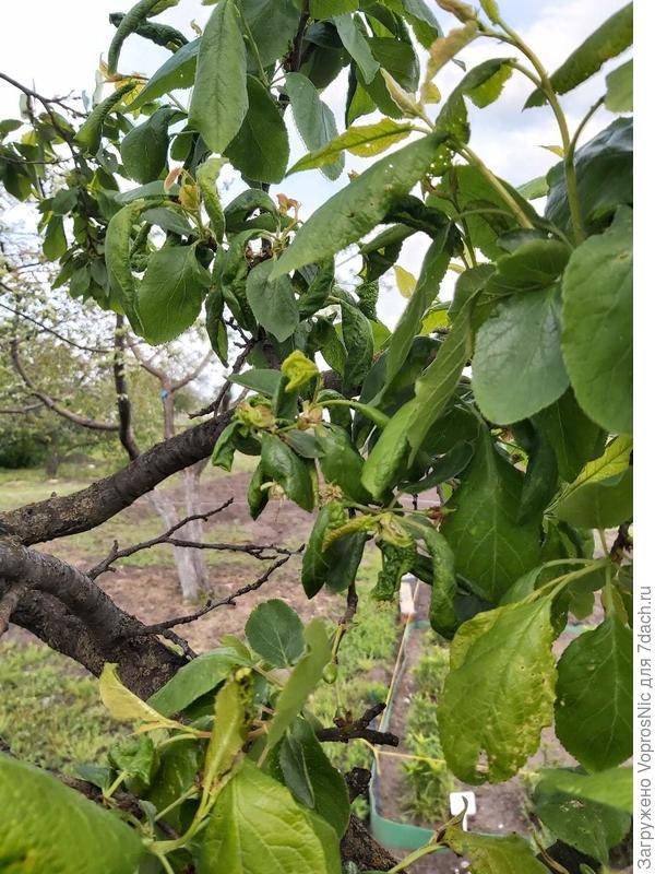 Вредители сливы – как распознать и как с ними бороться, описание с фото, чем обработать сливовые деревья от вредных насекомых