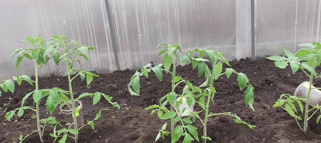 Помидоры в парнике — 100 фото посадки и выращивания томатов своими руками в парниках