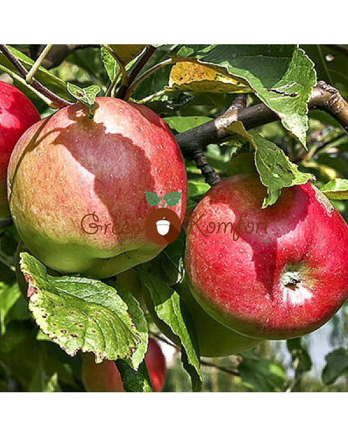 Яблоня «жигулевское» - описание сорта, фото, отзывы садоводов. особенности ухода