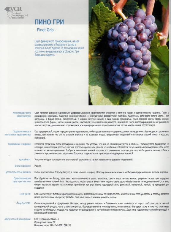 Сорт винограда пино гриджио: описание и характеристики, посадка и уход, болезни