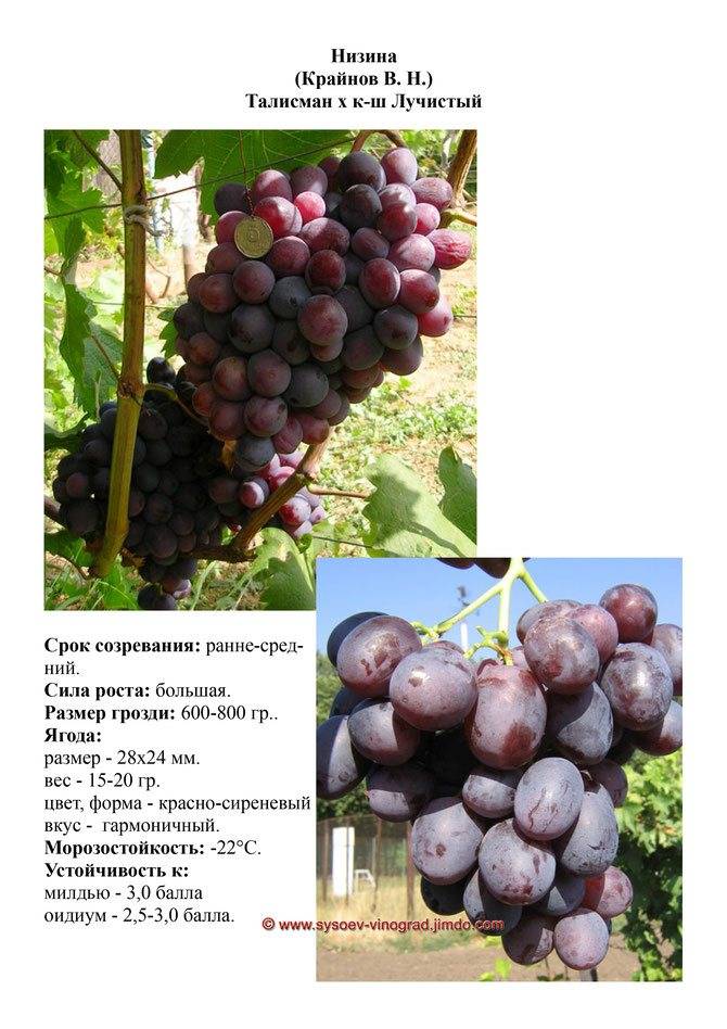 Сорт винограда первозванный: советы и описание