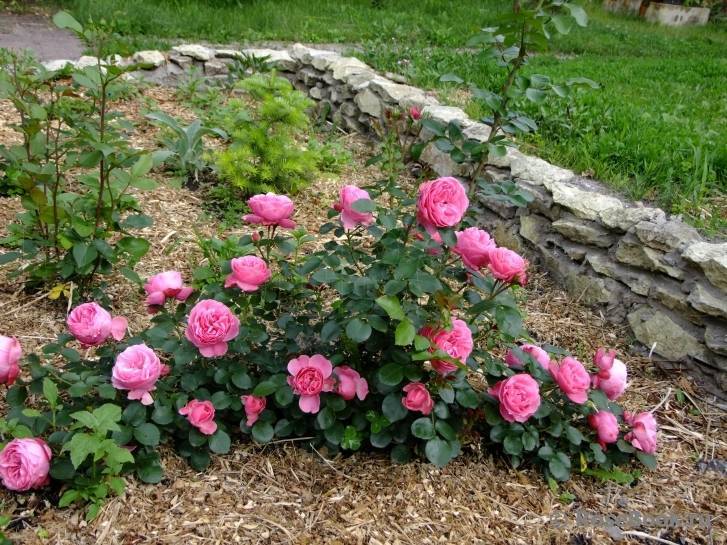 Роза леонардо да винчи: описание сорта и особенности агротехники