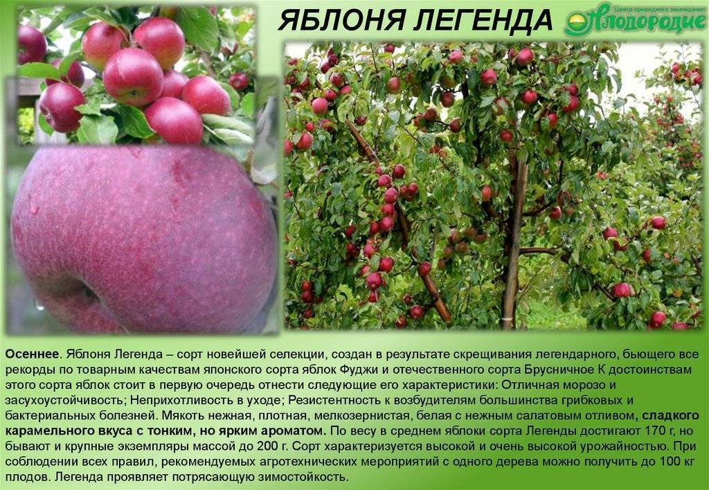 Наиболее урожайные отечественные сорта яблонь и их подробные описания