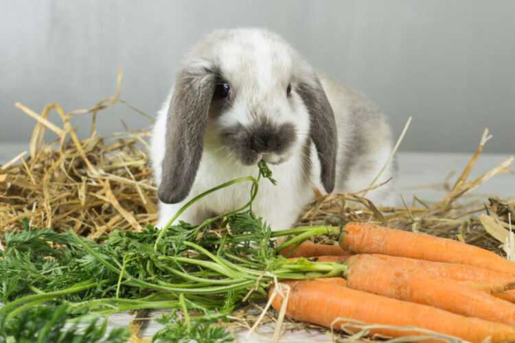 Кролики рекс: все о декоративной породе домашних животных