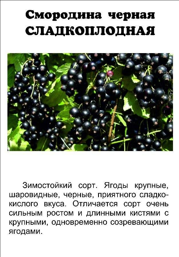 Смородина добрыня: описание ягодного сорта, особенности выращивания и ухода