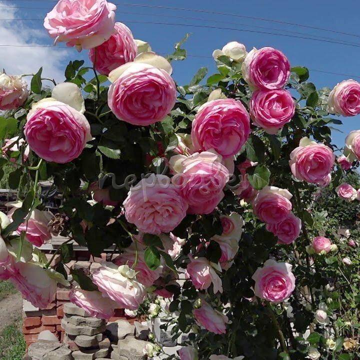 Роза пьер де ронсар (pierre de ronsard): фото, посадка и уход, характеристики, отзывы цветоводов из подмосковья