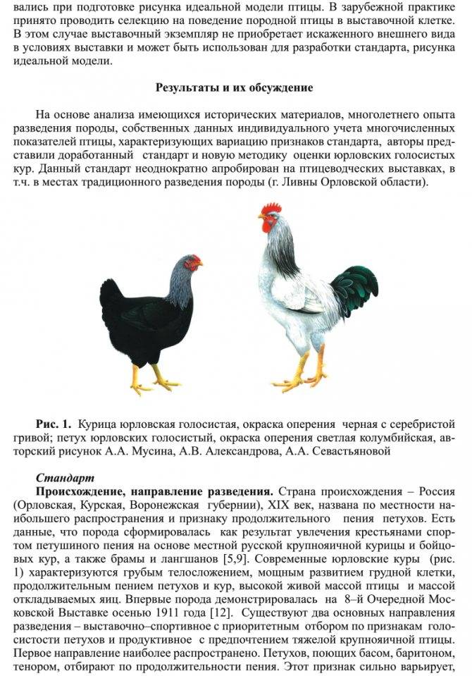 Описание Юрловской голосистой породы кур и правила содержания