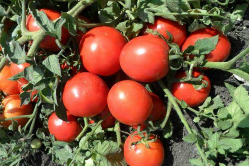Лучшие сорта томатов для открытого грунта: описание наиболее популярных