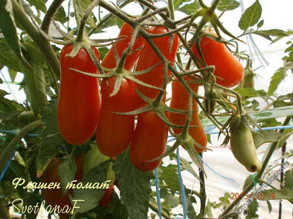 Характеристика и описание сорта томата «фляшен», а также фото и отзывы