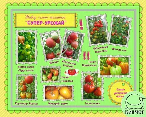 Томат исполин: характеристика и описание сорта, отзывы об урожайности помидоров, видео и фото семян