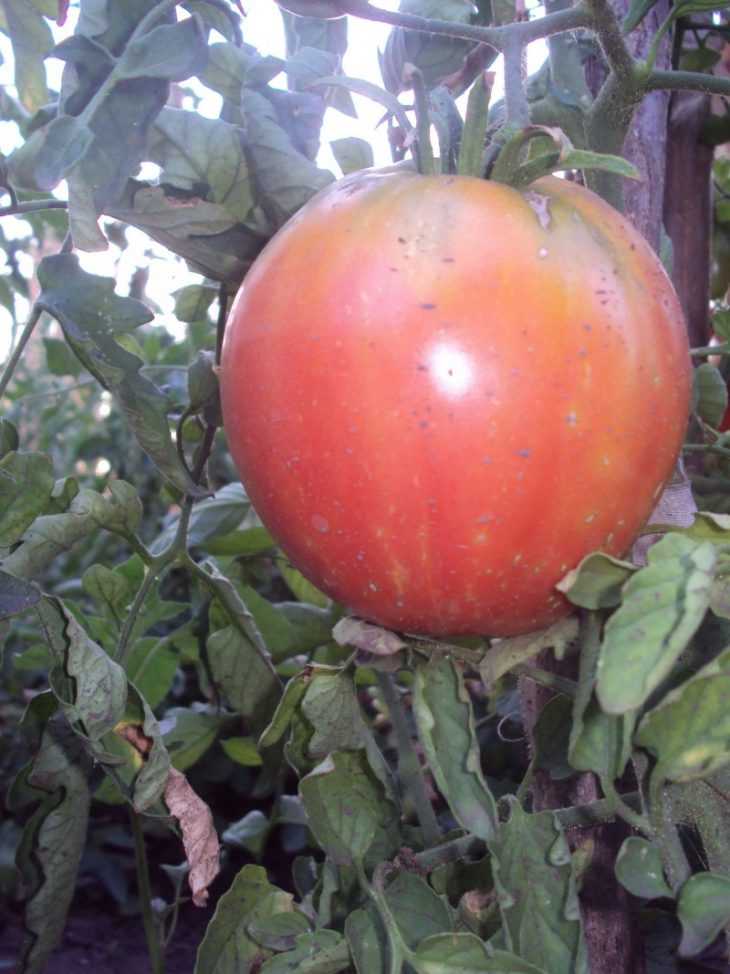 Богатый на урожай — томат принц боргезе: описание сорта и важные особенности его выращивания