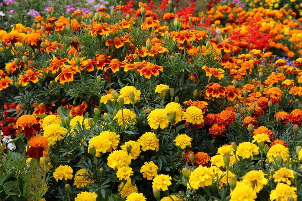 15 красивых однолетников, которые цветут всё лето - лайфхакер