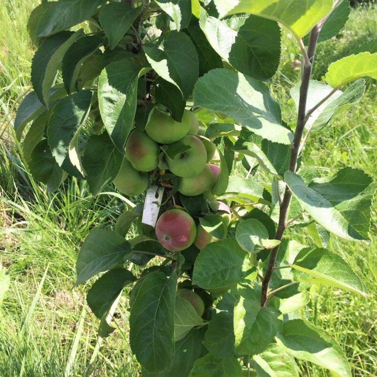 Описание 10 лучших сортов колоновидных яблонь для подмосковья, посадка и выращивание