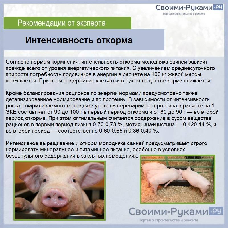 Кормление свиней | эффективность использования пророщенного зерна ячменя в рационах поросят-сосунов