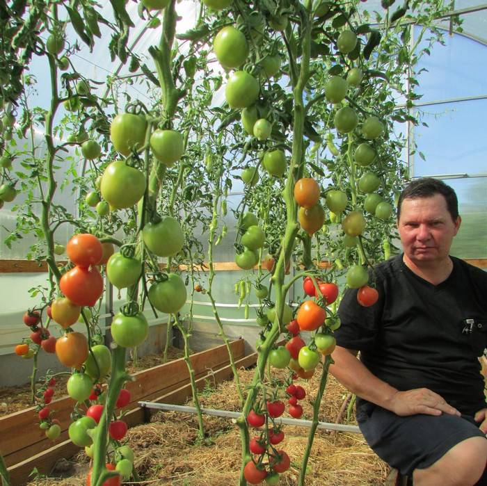 Высокорослые высокоурожайные томаты для теплиц: помидор урожайные сорта, лучшая посадка и высокое выращивание