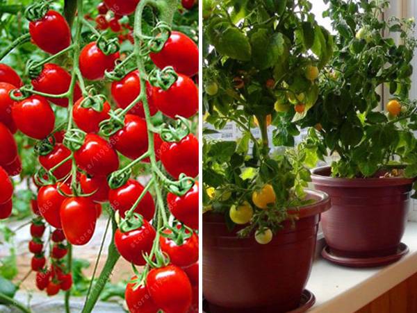 Как вырастить помидоры черри на подоконнике или балконе