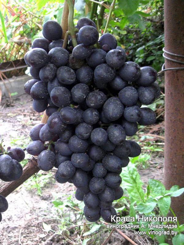 Виноград «краса никополя» - описание и характеристика сорта с фото