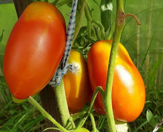 Лучшие сорта помидоров для кировской области