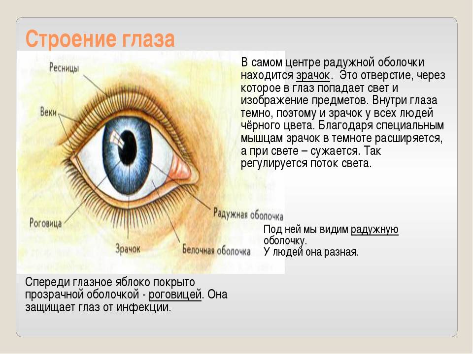 Глаза козы: строение и особенности зрачков, плюсы и минусы, заболевания