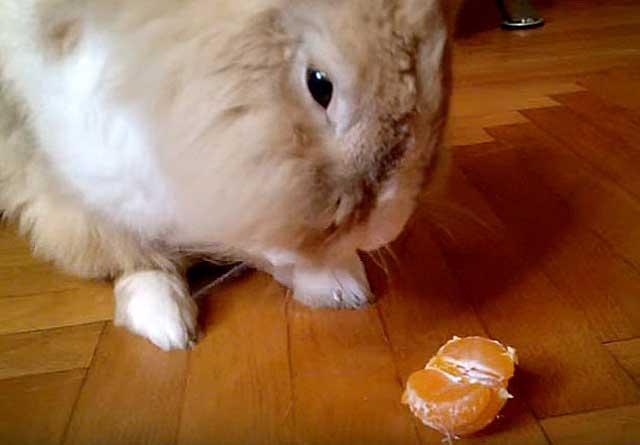 Можно ли и как правильно давать кроликам мандарины, противопоказания и вред