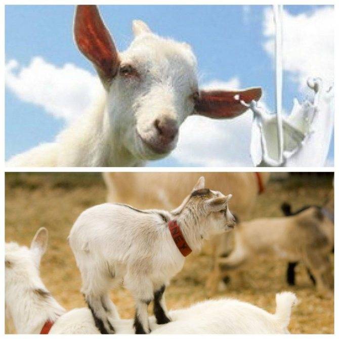 Мастит у коз: признаки и лечение препаратами nita-farm