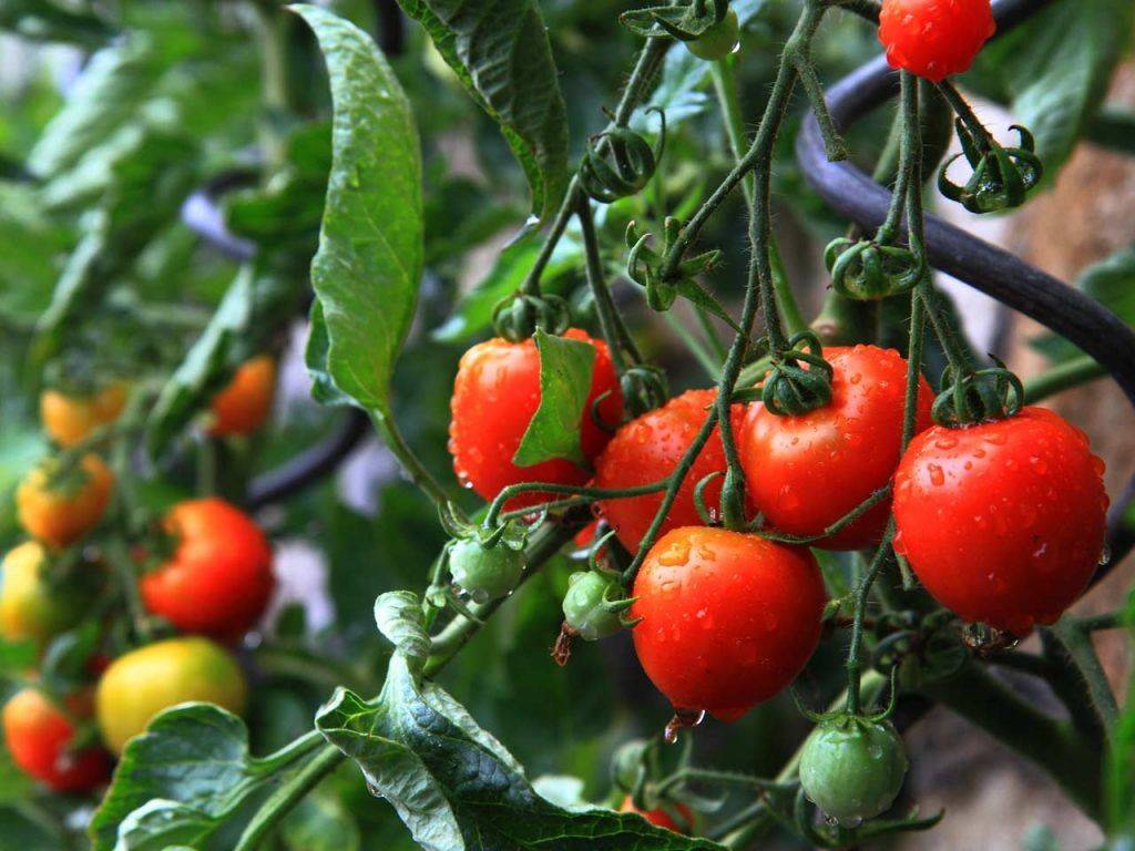 Лучшие сорта томатов для открытого грунта в сибири