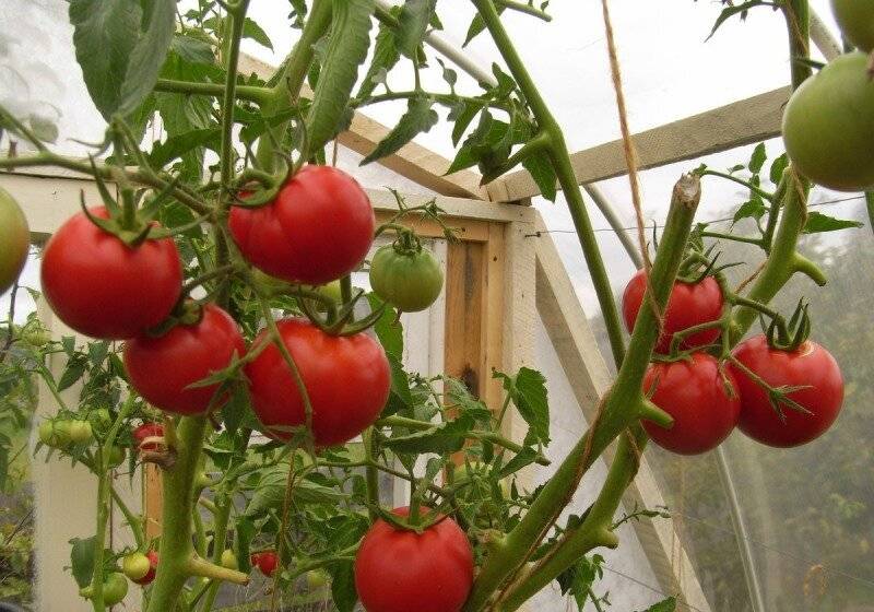 Ранние помидоры для теплиц из поликарбоната. лучшие сорта