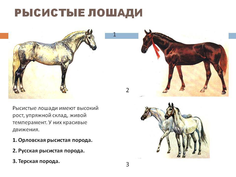 Рысистые породы лошадей: характеристика, описание