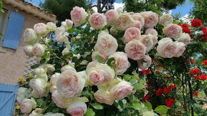 Плетистая роза пьер-де-ронсар: фото, описание, условия содержания