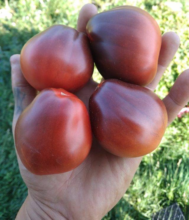 Сорт приносящий отличные урожаи — томат ежик: описание помидоров и советы по их выращиванию