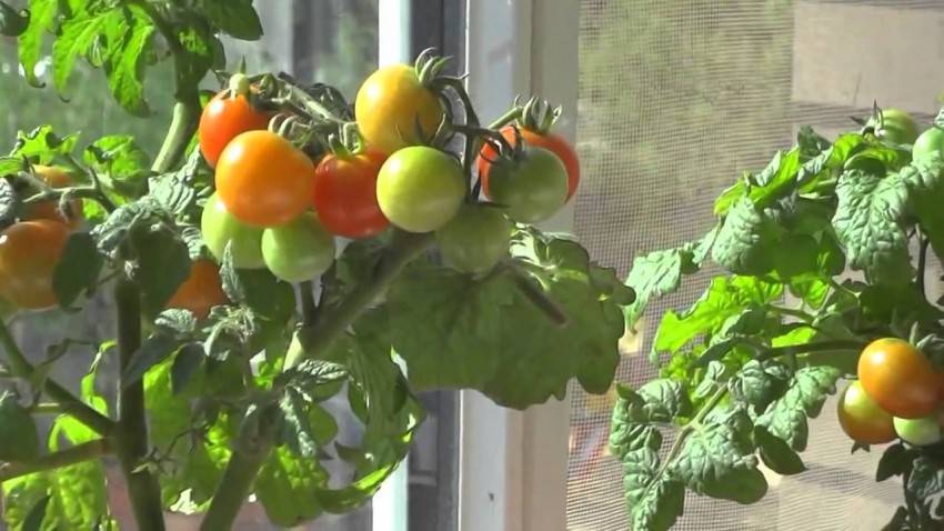 Особенности выращивания помидор на подоконниках зимой