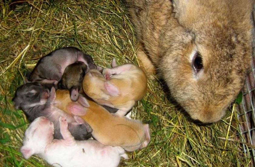 Все про новорожденных кроликов