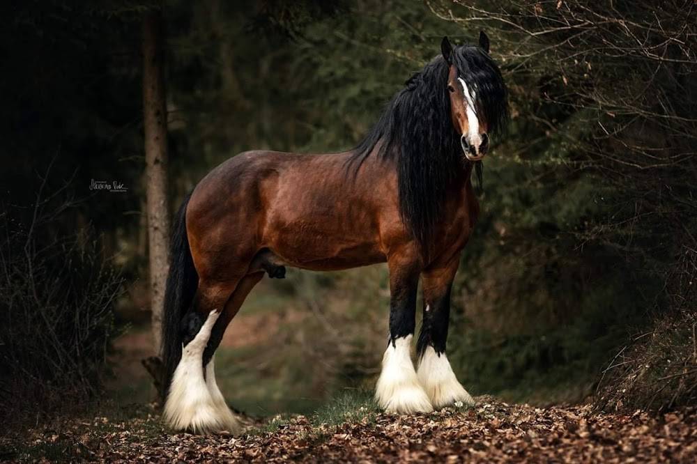 Лошадь шайр: описание породы, фото, содержание и уход
