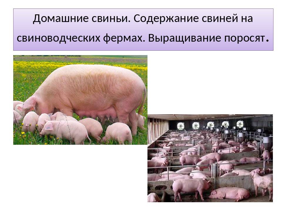 Особенности выращивания свиней в домашних условиях