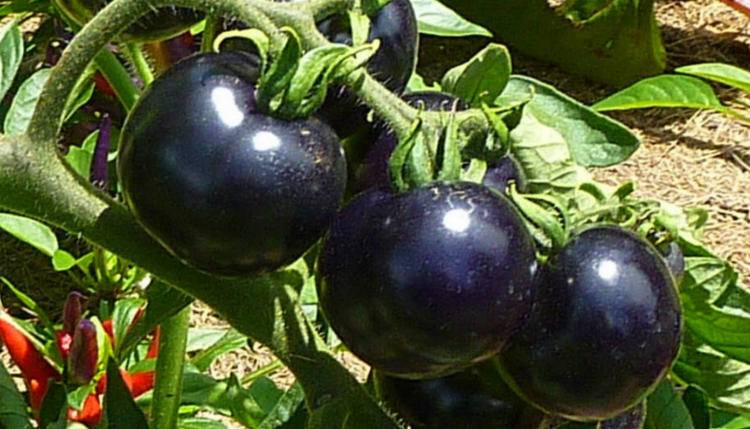 Томат чёрная гроздь f1: описание сорта, особенности выращивания и ухода