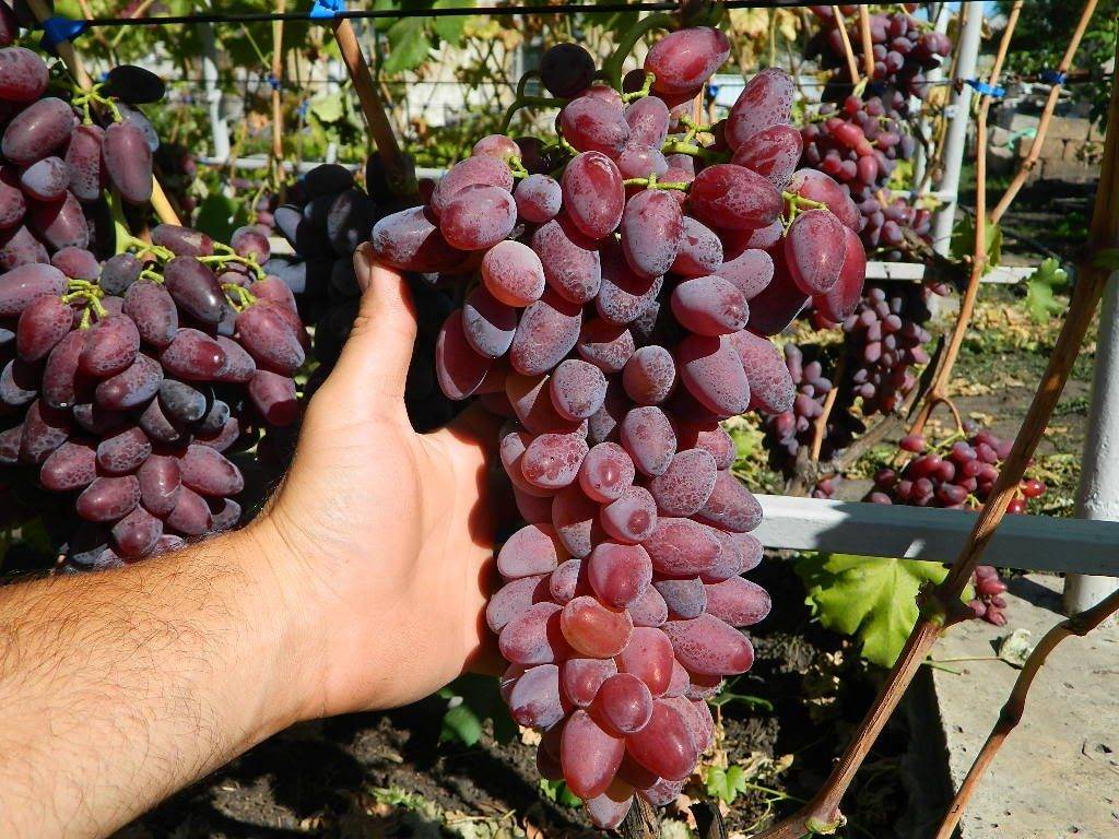 Описание и характеристики сорта винограда «галахад»