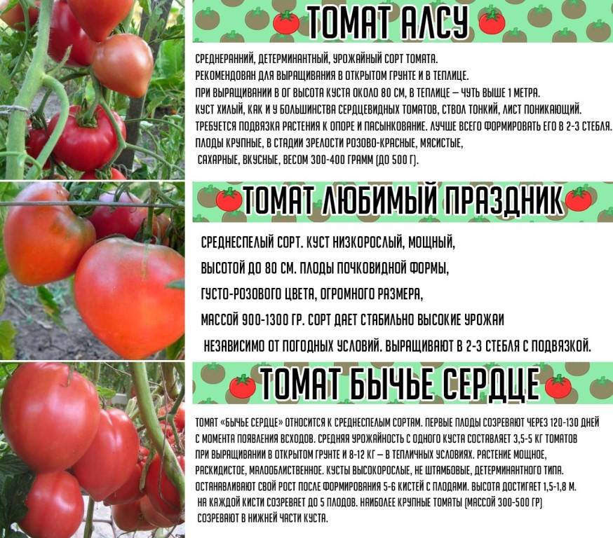 Характеристики и описание сорта томата лакомка