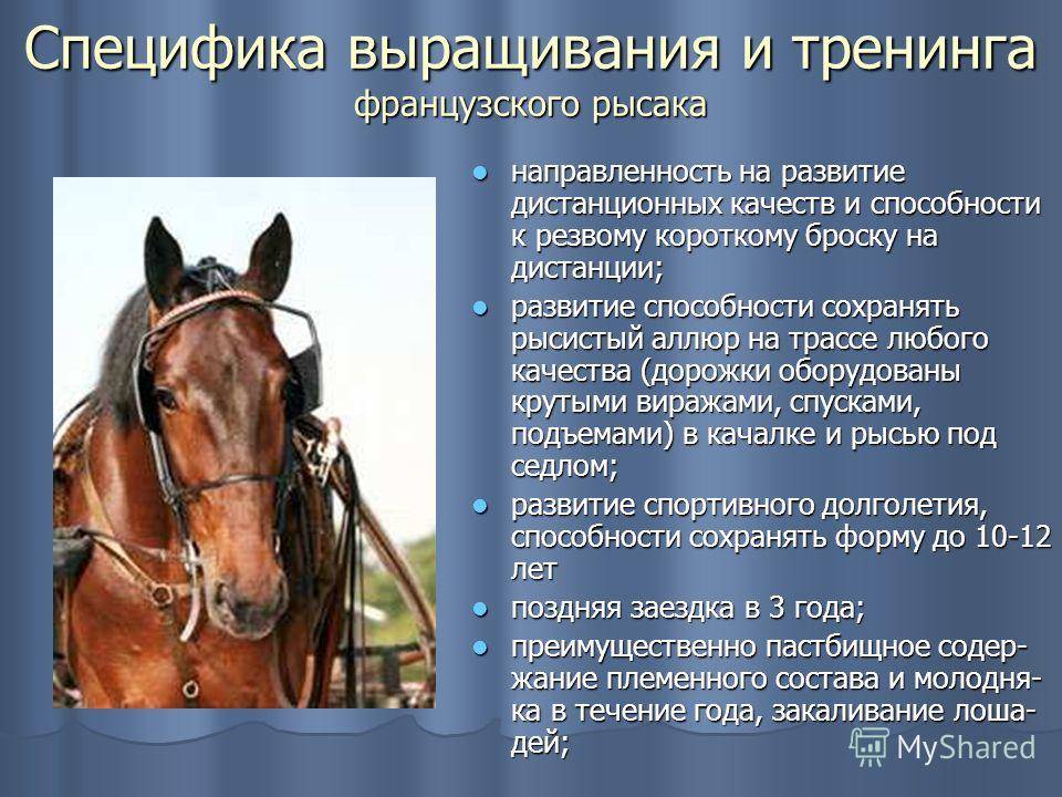 Порода лошадей орловский рысак: фото, характеристика, содержание