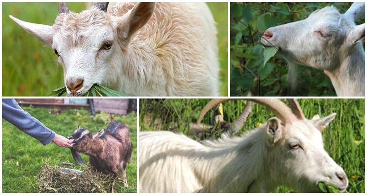 Почему коза стала давать мало молока – устраняем причины