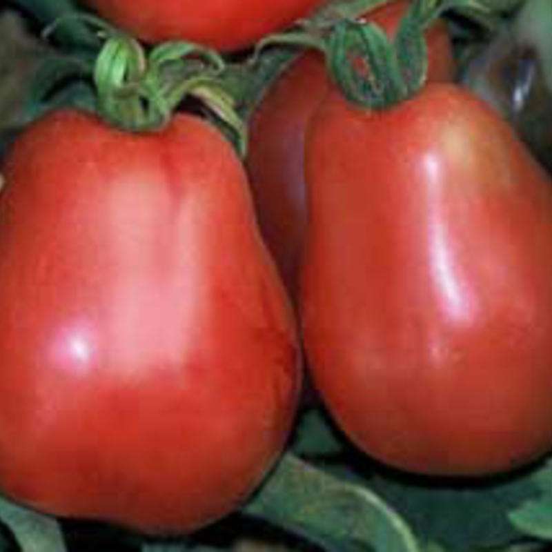 ✅ грушовка: описание сорта томата, характеристики, агротехника помидоров