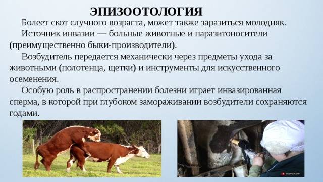 Лептоспироз - управление ветеринарии тимашевского района