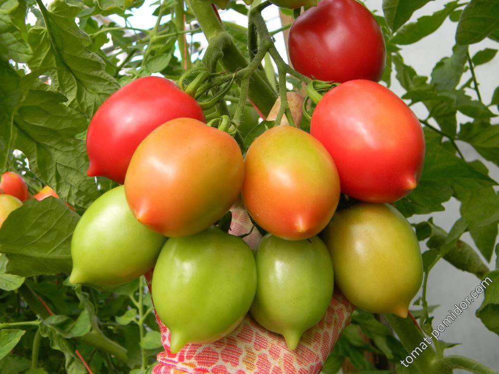Топ-10 помидоров от фермерского хозяйства «самарские семена»