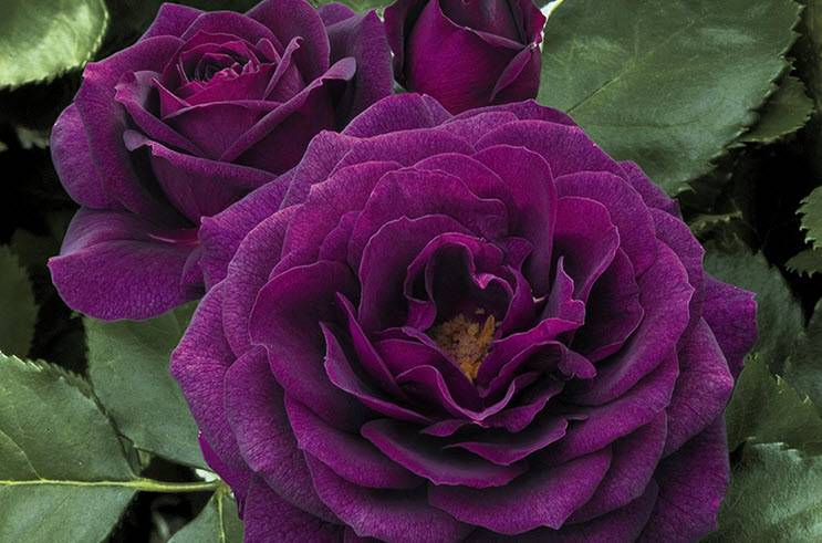 Розы фиолетового цвета: фото и описание наиболее популярных сортов ветвистых, парковых, штамбовых, кустовых, английских, миниатюрных и других видов растениядача эксперт